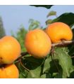 Abricotier Luizet (Suchet) bio