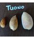 Amandier Tuono bio