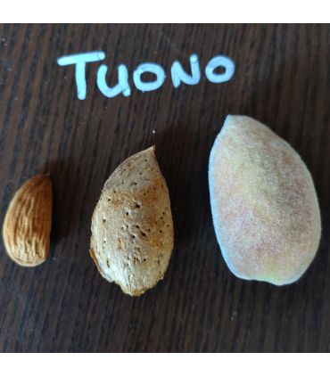Amandier Tuono bio
