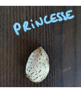 Amandier Princesse bio
