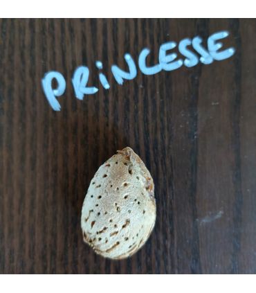 Amandier Princesse bio