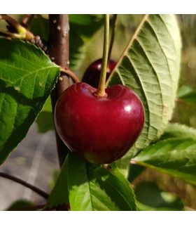 Cerisier Noire de Meched bio