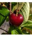 Cerisier Noire de Meched bio