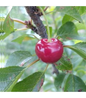 Cerisier Reine Hortense bio