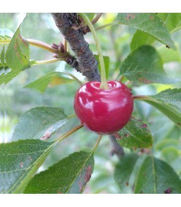 Cerisier Reine Hortense bio