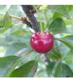 Cerisier Reine Hortense (griotte) bio