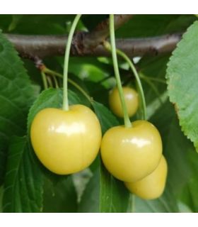 Cerisier Trompe-geai bio (bigarreau blanc)