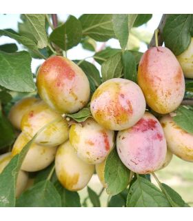 Prunier Aprimira