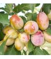 Prunier Aprimira