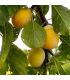 Prunier Goutte d'or