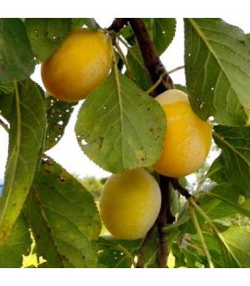 Prunier Goutte d'or