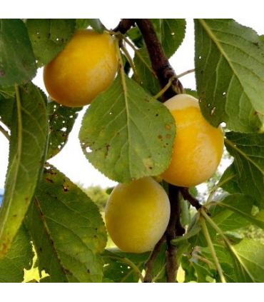 Prunier Goutte d'or