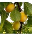 Prunier Goutte d'or
