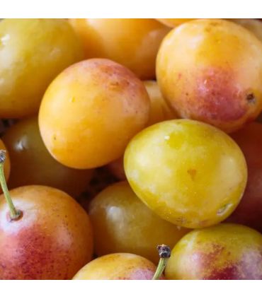 Prunier Mirabelle de Metz