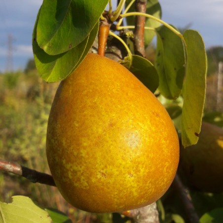 Poirier Beurré Hardy bio