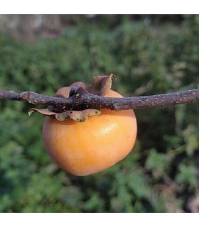 Plaqueminier Hatchiya bio