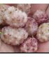 Mûrier blanc Lavendel bio