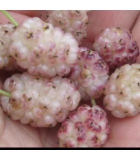 Mûrier blanc Lavendel bio