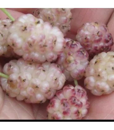 Mûrier blanc Lavendel bio