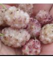 Mûrier blanc Lavendel bio