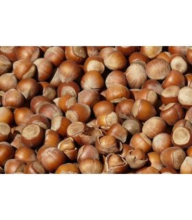 Noisetier Corabel bio