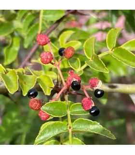 Poivrier du Sichuan bio