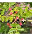 Poivrier du Sichuan bio