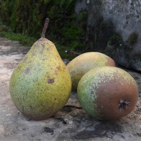 Poirier Comtesse de Paris bio