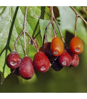 Alisier des bois bio
