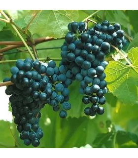 Vigne Baco bio