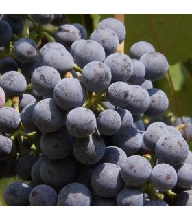 Vigne Jacquez bio