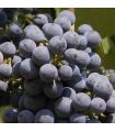 Vigne Jacquez bio