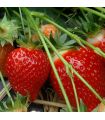 Fraisier non remontant Candiss bio