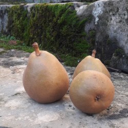 Poirier Duchesse Bérerd bio