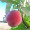 Pêcher Guilloux élégante bio