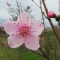 Pêcher Guilloux élégante bio