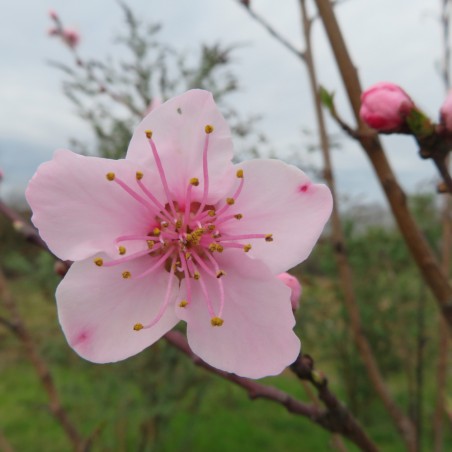 Pêcher Guilloux élégante bio
