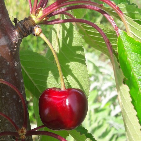 Cerisier Merveille de St Genis Laval bio