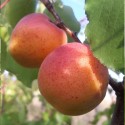 Abricotier Ampuis bio