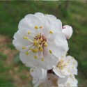 Abricotier Ampuis bio